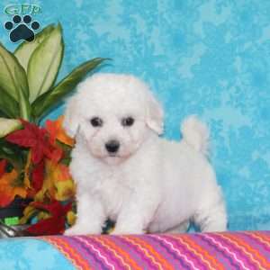 Sweetest Makayla, Bichon Frise Puppy